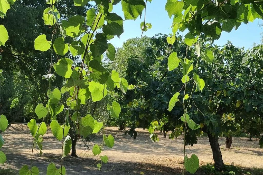 La Provencale Leilighet Uzès Eksteriør bilde